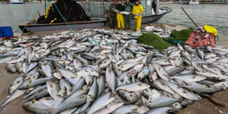 Su ürünleri ihracat hedefi 1 buçuk milyon dolar!