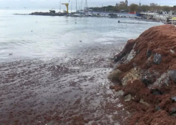 İstanbul’da sahiller kırmızı yosunla kaplandı!
