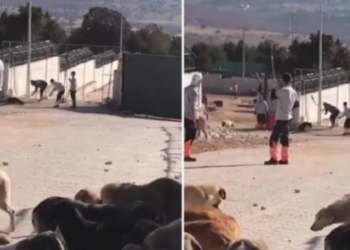 Konya’da köpek katliamı olayı nedir? Kürekle Öldürülen Köpekler Nerede?