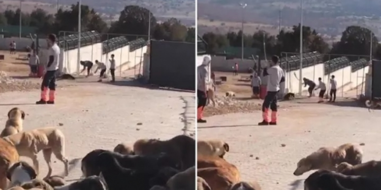 Konya’da köpek katliamı olayı nedir? Kürekle Öldürülen Köpekler Nerede?