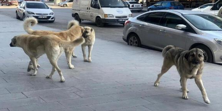 Sokak köpekleri için ormanlık alanlara barınak yapma yetkisi verilecek!