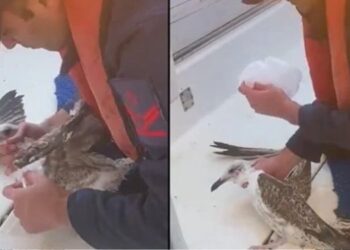 Şile’de poşete dolanan martı kurtarıldı