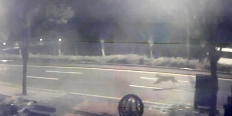 Ankara’da kaçak aslan mahalleyi ayağa kaldırdı