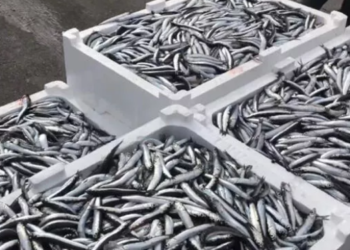 Bereket başladı: Hamsi fiyatları düştü…