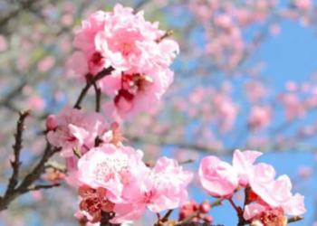 Cemre ne zaman düşecek? 1. cemre ne zaman düşer? 2023 cemre düşme tarihleri