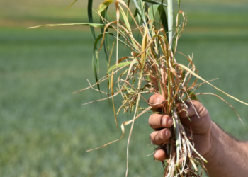 Kuraklık çiftçiyi vurdu! Ülkenin tahıl ambarı kuruyor!