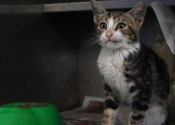 Maltepe’de 2022’de 18 bin sokak hayvanı tedavi edildi