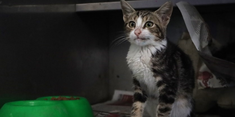 Maltepe’de 2022’de 18 bin sokak hayvanı tedavi edildi