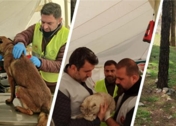 Depremzede hayvanların tedavileri sürüyor