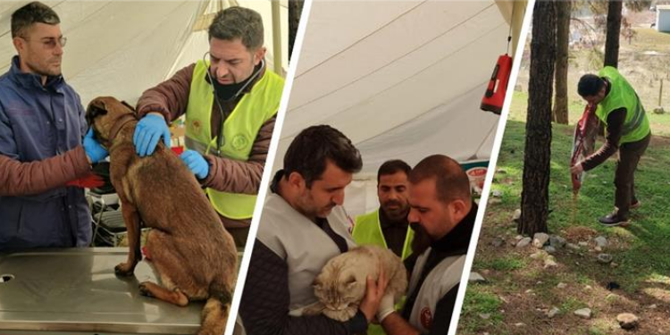 Depremzede hayvanların tedavileri sürüyor