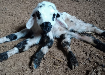 6 ayaklı doğan kuzu görenleri şaşırttı!