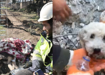 2 minik can kurtarıldı