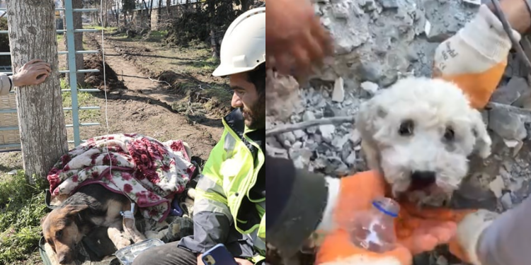 2 minik can kurtarıldı