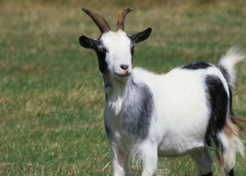 Hayvanat bahçesi müdüründen skandal olay!