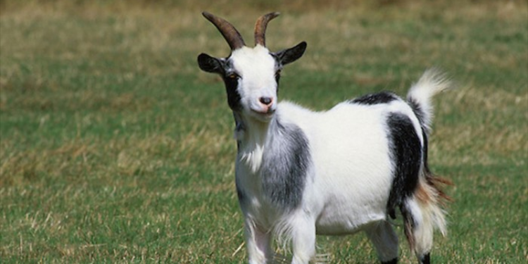 Hayvanat bahçesi müdüründen skandal olay!