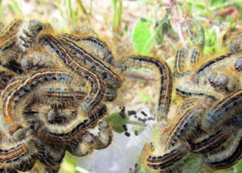 Şırnak’ta tırtıl istilası alarmı!