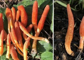 “Zombi Mantarı” İstanbul’da Görüldü