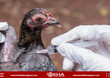 Kuş gribi vakalarından korkutan açıklama: İlk kez biri öldü!