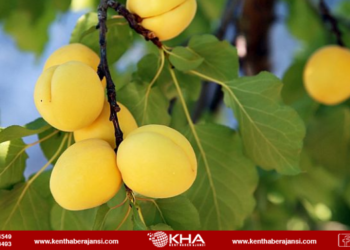 Geleneksel bin 171 ürün tescillendi