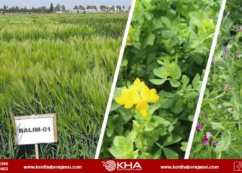 42  yeni ürün Türk tarımına kazandırıldı