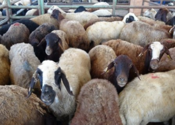 KURBANLIKLAR NE KADAR OLACAK?