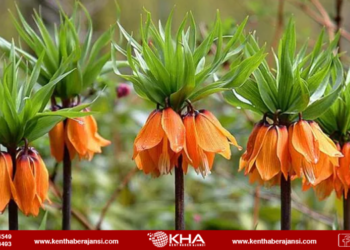 Biyolojik Çeşitlilik Günü Kutlandı