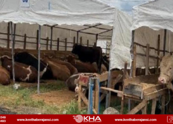 İlk Kurbanlıklar Sultanbeyli’ye Giriş Yaptı!