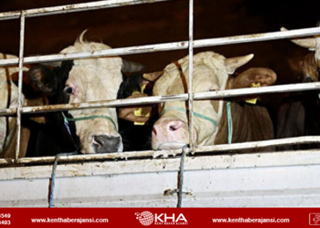 Kurbanlıklar İstanbul’a giriş yapıyor!