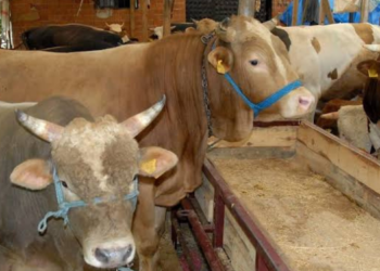 Türkiye Kasaplar Federasyonu kurbanlık fiyatlarını açıkladı