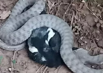 Türkiye’de en zehirli yılan görüntülendi!