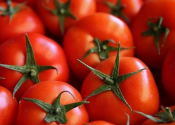 Rusya’dan domates kararı