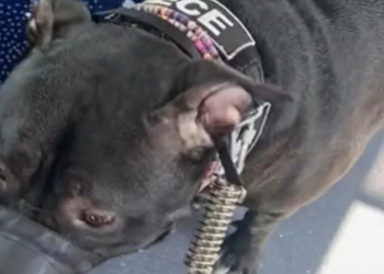 Halk otobüsünde köpek tartışması