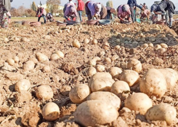 Aşırı yağışlar patatesi vurdu!