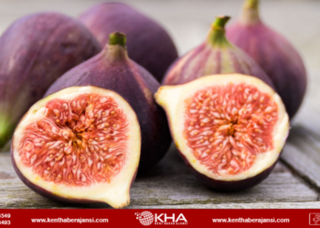 Taze incir ihracatı başladı!