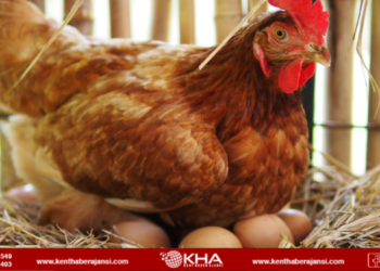 Haziran ayında tavuk eti üretimi azaldı!