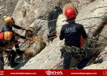 Mahsur kalan 6 keçiyi AFAD ekipleri kurtardı!