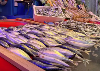 Av sezonunun başlamasıyla balık fiyatları düştü