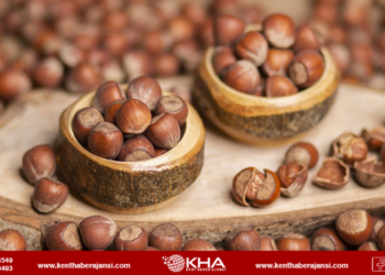 Fındıktaki rekolte kaybı fiyatlara yansıdı!