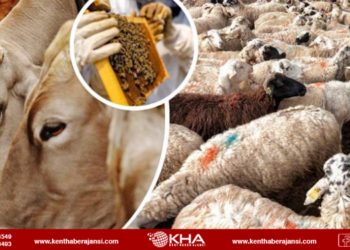 Yöresel hayvancılıkta hibe desteği