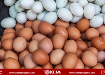 12 yumurta firmasına ceza