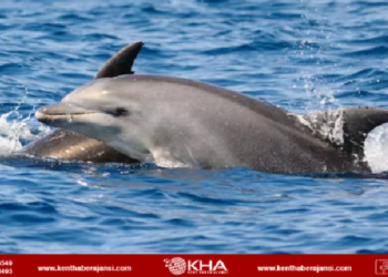 Amazon kuraklıkla mücadele ediyor: 100’den fazla yunus ölü bulundu!