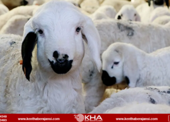 RESMİ GAZETEDE YAYIMLANAN UYGULAMA TEBLİĞİ İLE HAYVANCILIK DESTEKLERİ ARTIRILDI