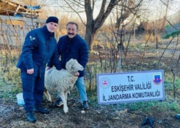 Eskişehir’de kaybolan 1 koyun Ankara’da bulundu