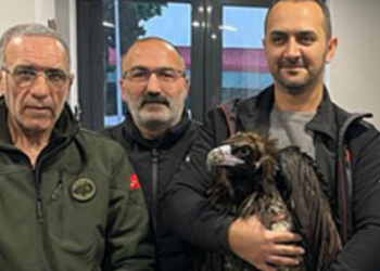 KARTAL BELEDİYESİ VETERİNER İŞLERİ MÜDÜRLÜĞÜ EKİPLERİ YARALI AKBABA’YI TEDAVİ ALTINA ALDI