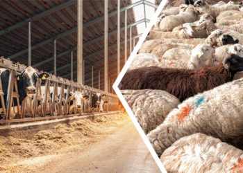 2023’TE TARIMSAL DESTEKLEMELERE 63,4 MİLYAR TL KAYNAK AYIRAN BAKANLIK, DİĞER YANDAN YÖRESEL HAYVANCILIK PROJELERİNE DE HİBE DESTEĞİ VERDİ