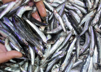 Kilosu 200 liradan alıcı bulan hamsiye veda!