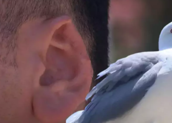 Kavga ettiği kişinin kulağını kopartan şahsın cezası belli oldu!