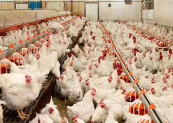 Tavuğa ihracat yasağı!