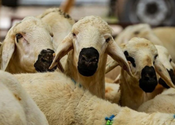 Kurban kesim bedeli açıklandı