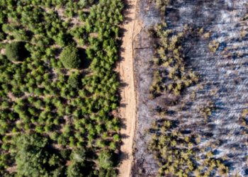 Manisa’da ormanlara giriş yasağı başladı